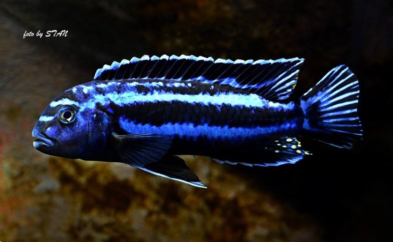 Pseudotropheus cyaneorhabdos 'Maingano Island'